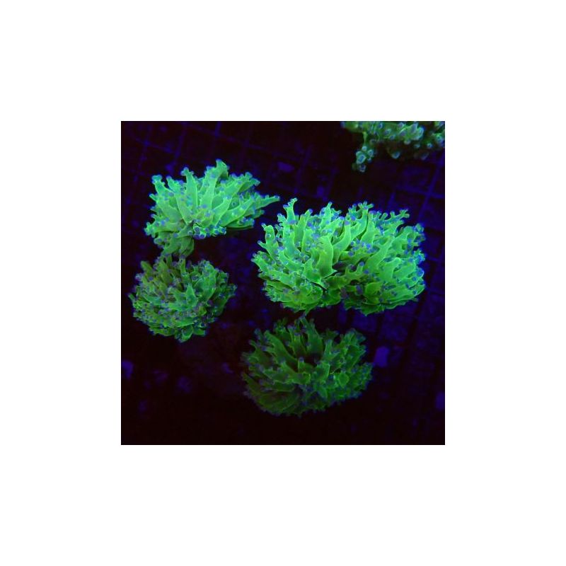 Euphyllia paradivisa vert pointes mauves (4-5 polypes)