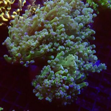Euphyllia paradivisa vert pointes mauves (4-5 polypes)