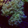 Euphyllia paradivisa vert pointes mauves (4-5 polypes)
