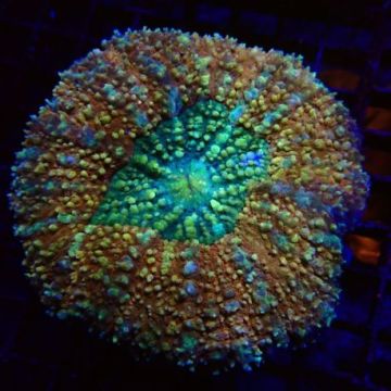 Lobophyllia hemprichii bicolor