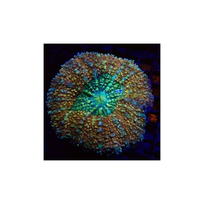 Lobophyllia hemprichii bicolor