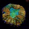Lobophyllia hemprichii bicolor
