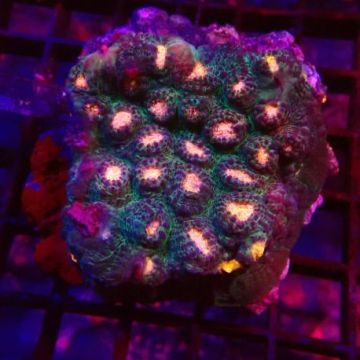 Oxypora dragon eyes 5-6 cm