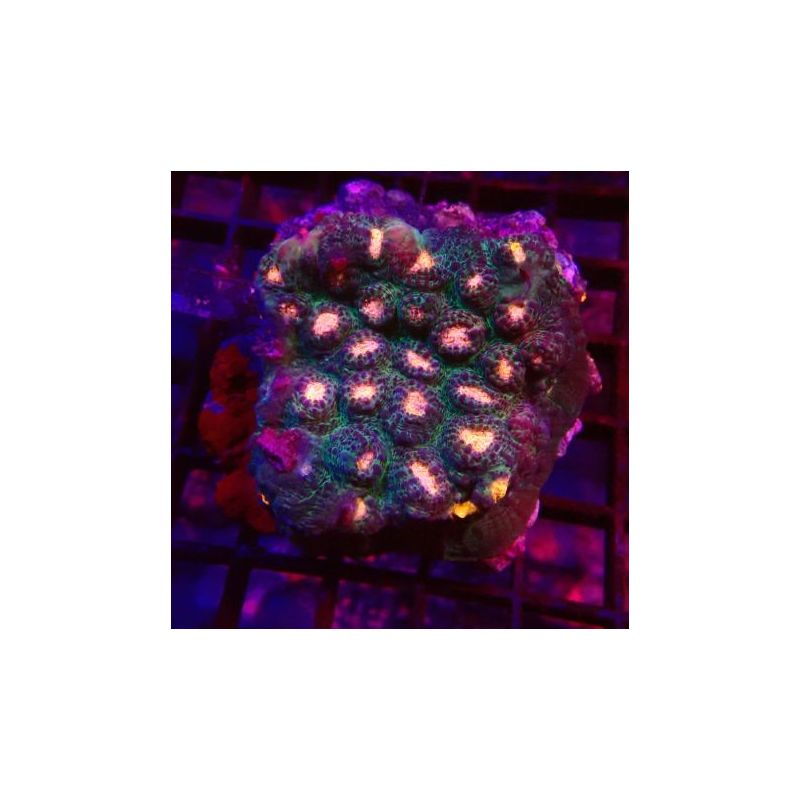 Oxypora dragon eyes 5-6 cm