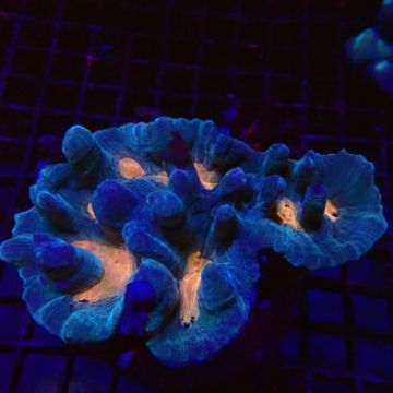 Pectinia lactuta 6-8 cm