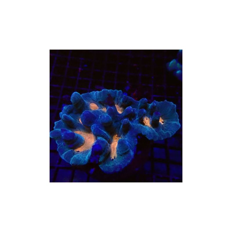 Pectinia lactuta 6-8 cm