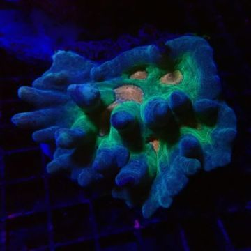 Pectinia lactuta 6-8 cm