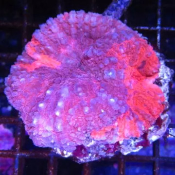 Symphyllia rouge