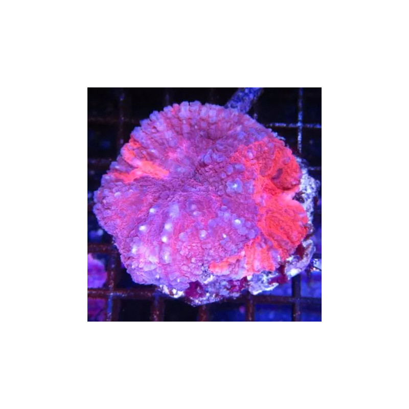 Symphyllia rouge Symphyllia rouge