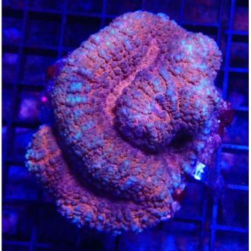 Symphyllia marbré 6-8 cm