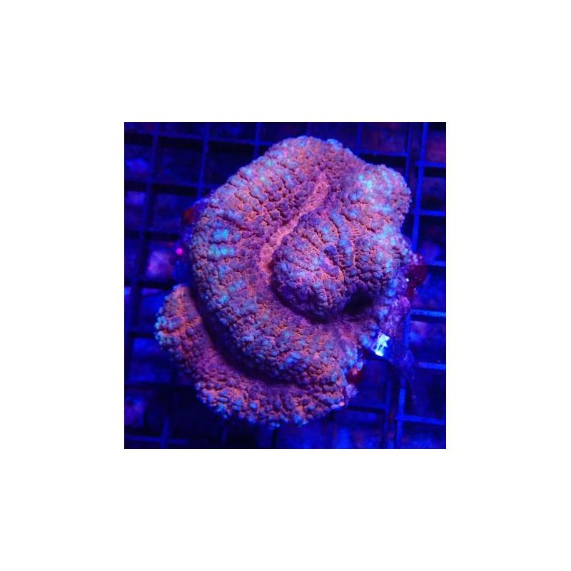 Symphyllia rouge 7-10 cm