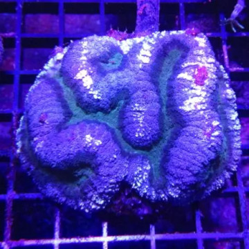 Symphyllia bicolor vert et mauve 10-12 cm