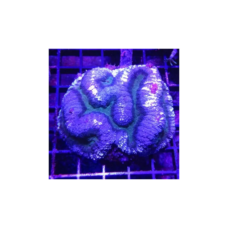 Symphyllia bicolor vert et mauve 10-12 cm