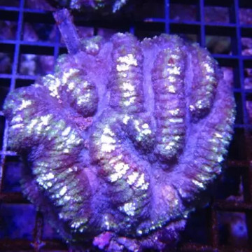 Symphyllia bicolor vert et mauve 10-12 cm