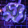 Symphyllia-bicolor groen en paars 10-12 cm