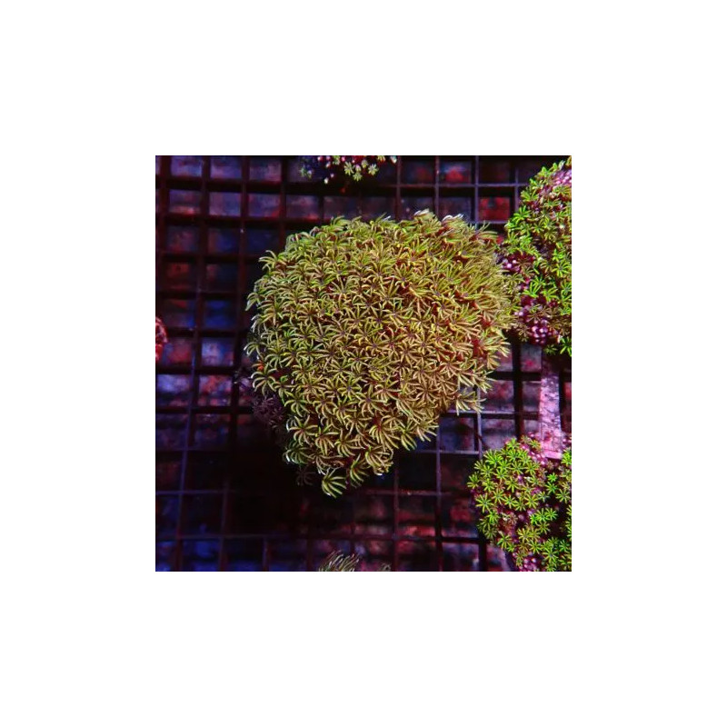 Tubipora musica-corail orgue