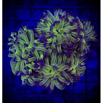Bouture Euphyllia 24K (1 polype)