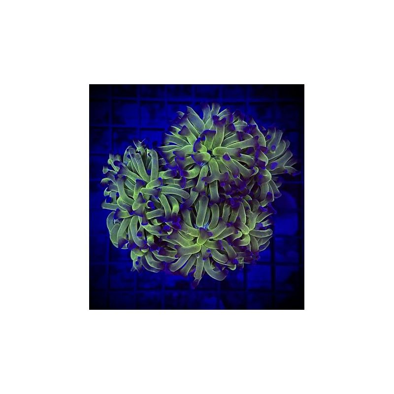 Bouture Euphyllia 24K (1 polype)