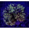 Bouture Euphyllia 24K (1 polype)