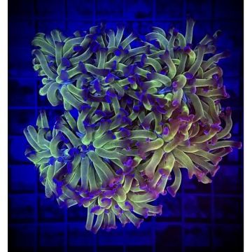 Bouture Euphyllia 24K (1 polype)