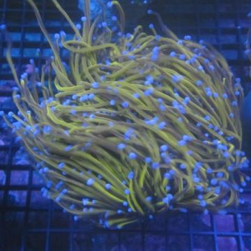 Bouture Euphyllia fake Holy Grail (1 polype)