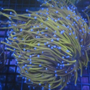 Bouture Euphyllia fake Holy Grail (1 polype)