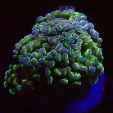 Bouture Euphyllia fake Holy Grail (1 polype)