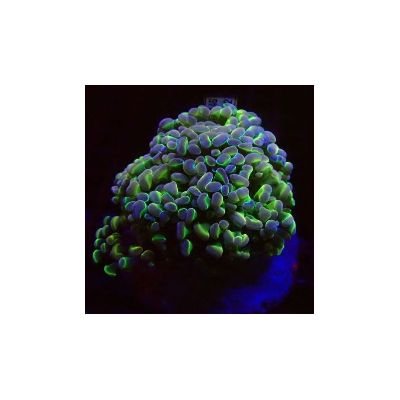 Euphylla parancora "green purple" 4-5 polypes