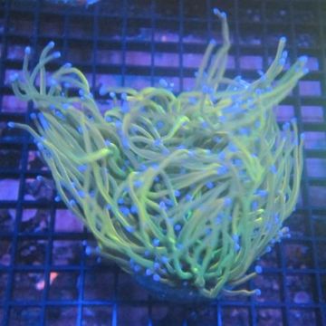 Bouture Euphyllia fake Holy Grail (5 polypes)