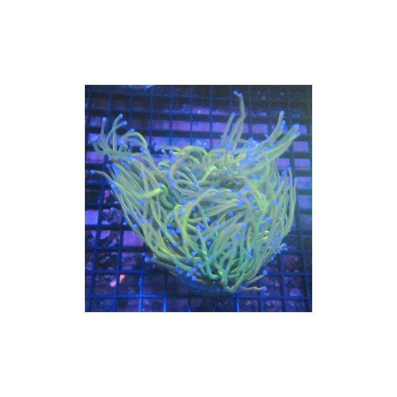 Bouture Euphyllia fake Holy Grail (5 polypes)