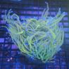 Bouture Euphyllia fake Holy Grail (5 polypes)