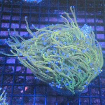 Bouture Euphyllia fake Holy Grail (5 polypes)