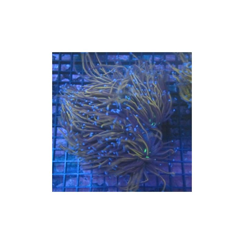 Bouture Euphyllia fake Holy Grail (1 polype)