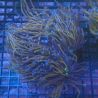 Euphyllia Glabrescens "NYK" 5-6 polypes