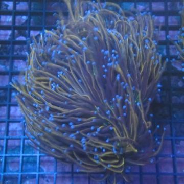 Euphyllia Glabrescens "NYK" 5-6 polypes