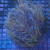 Euphyllia Glabrescens "NYK" 5-6 polypes