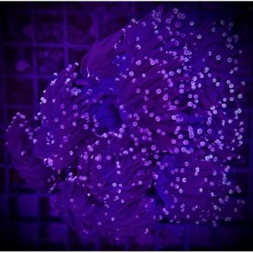 Bouture Euphyllia Holy grail ultra (1 polype)