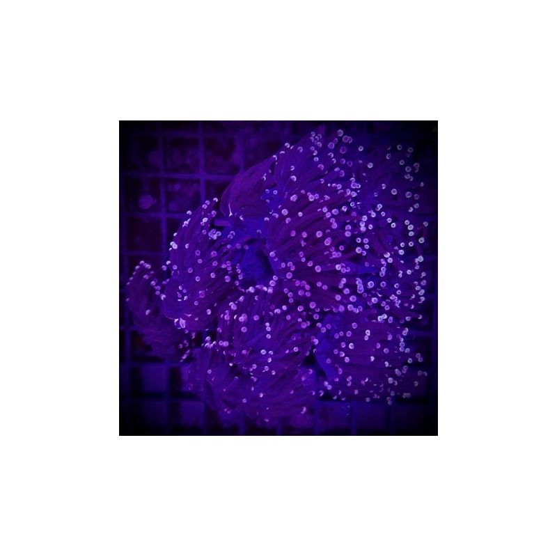 Euphyllia glabrescens "Black torch" 5  polypes