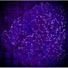 Euphyllia glabrescens "Black torch" 5  polypes