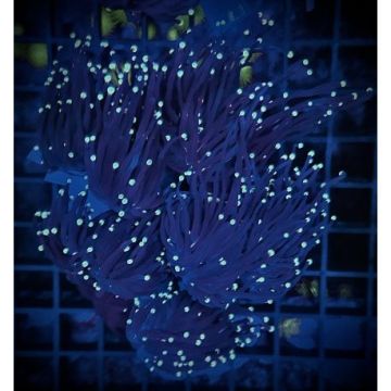 Euphyllia glabrescens "Black torch" 5  polypes