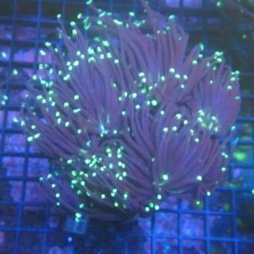 Euphyllia glabrescens "Black torch" 5  polypes