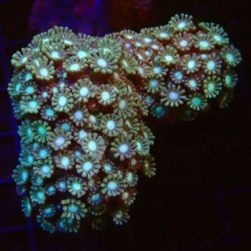 Alveopora gigas vert branchu