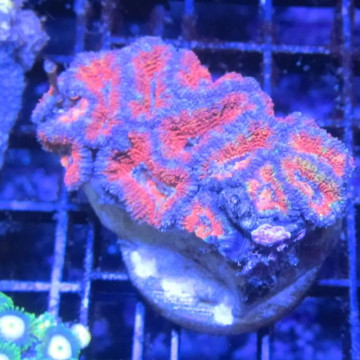 Acanthastreas 4-6 cm