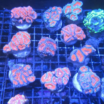 Acanthastreas 4-6 cm