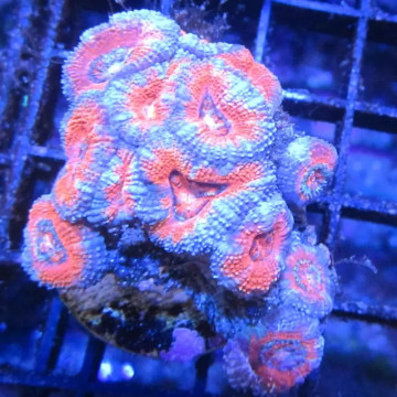 Acanthastreas 4-6 cm