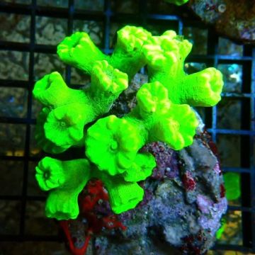 Caulastrea curvata blauw-groen 3-6 cm (4 à 6 polypes) 24,50 € Poiss...