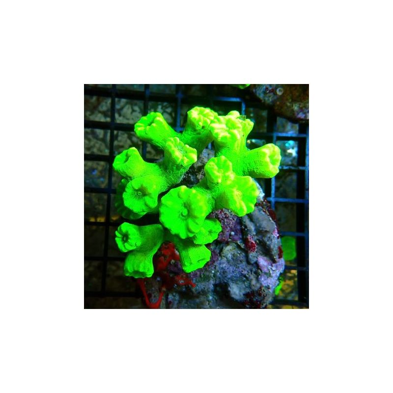 Caulastrea curvata vert fluo (7-10 polypes)