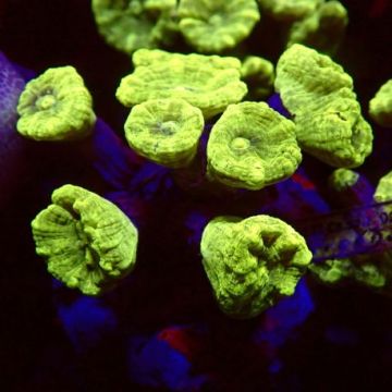 Caulastrea curvata vert métalique 3-5 cm (4 à 6 polypes)