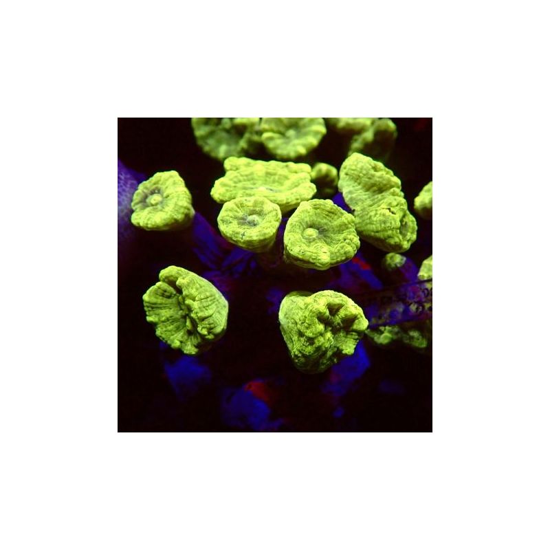 Caulastrea curvata vert métalique 3-5 cm (4 à 6 polypes)