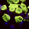 Caulastrea curvata vert métalique 3-5 cm (4 à 6 polypes)